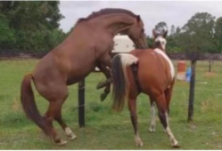 马和马交配视频,一场自然交配的温馨瞬间