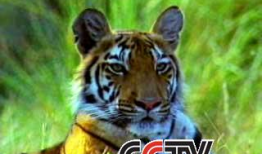 老虎视频动物世界